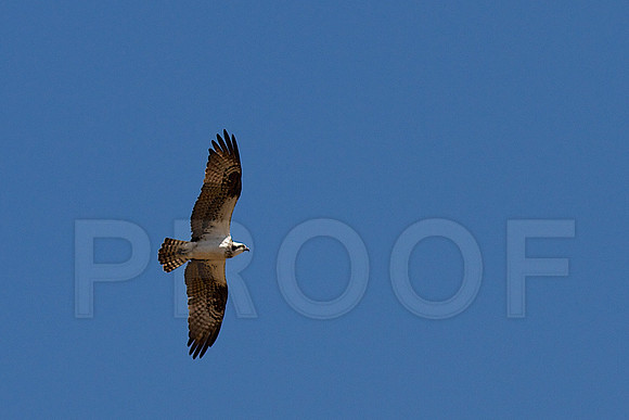 Osprey in the Area