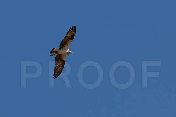Second osprey