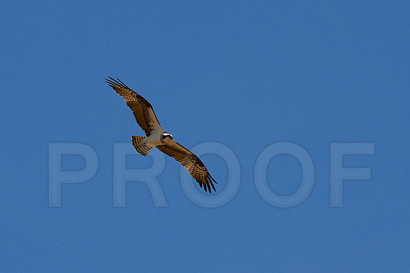 Third Osprey