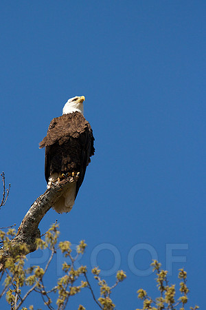 Mom's Lookout