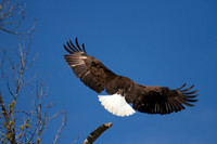 Flaps Down!