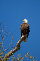 On the Lookout