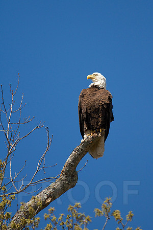 On the Lookout