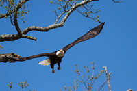 Seven Foot Span