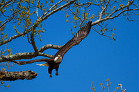 Eyes focused on the nest