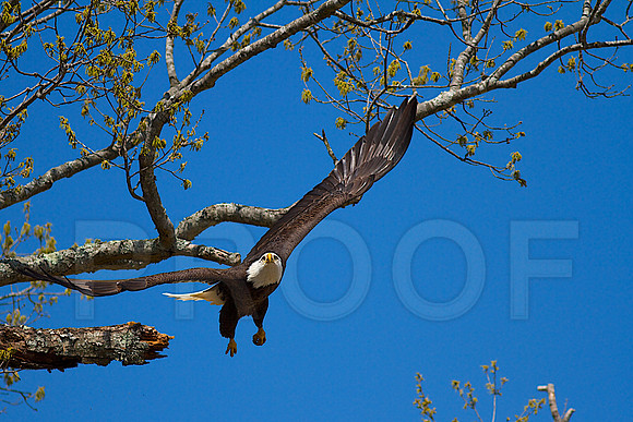Eyes focused on the nest