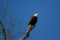 Majestic