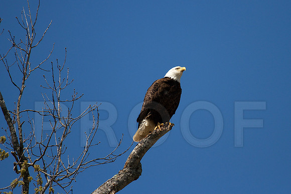 Majestic